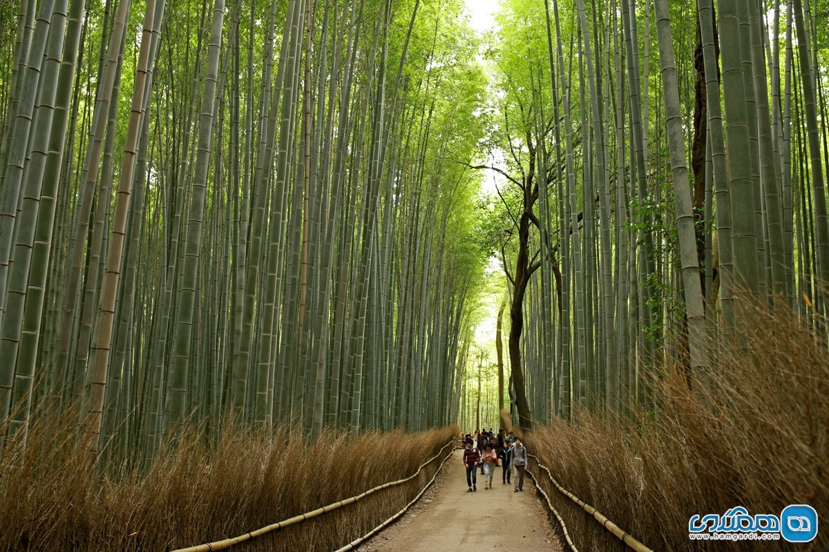 جنگل های بامبوی آراشی یاما