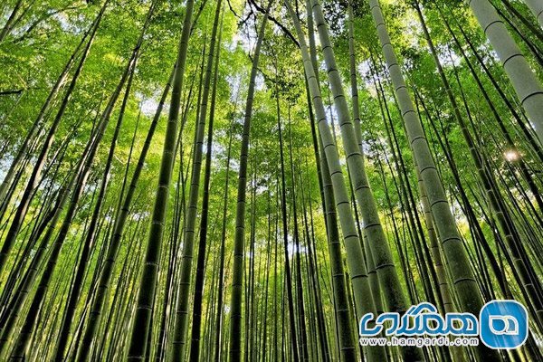 جنگل بامبو ساگانو در کشور ژاپن