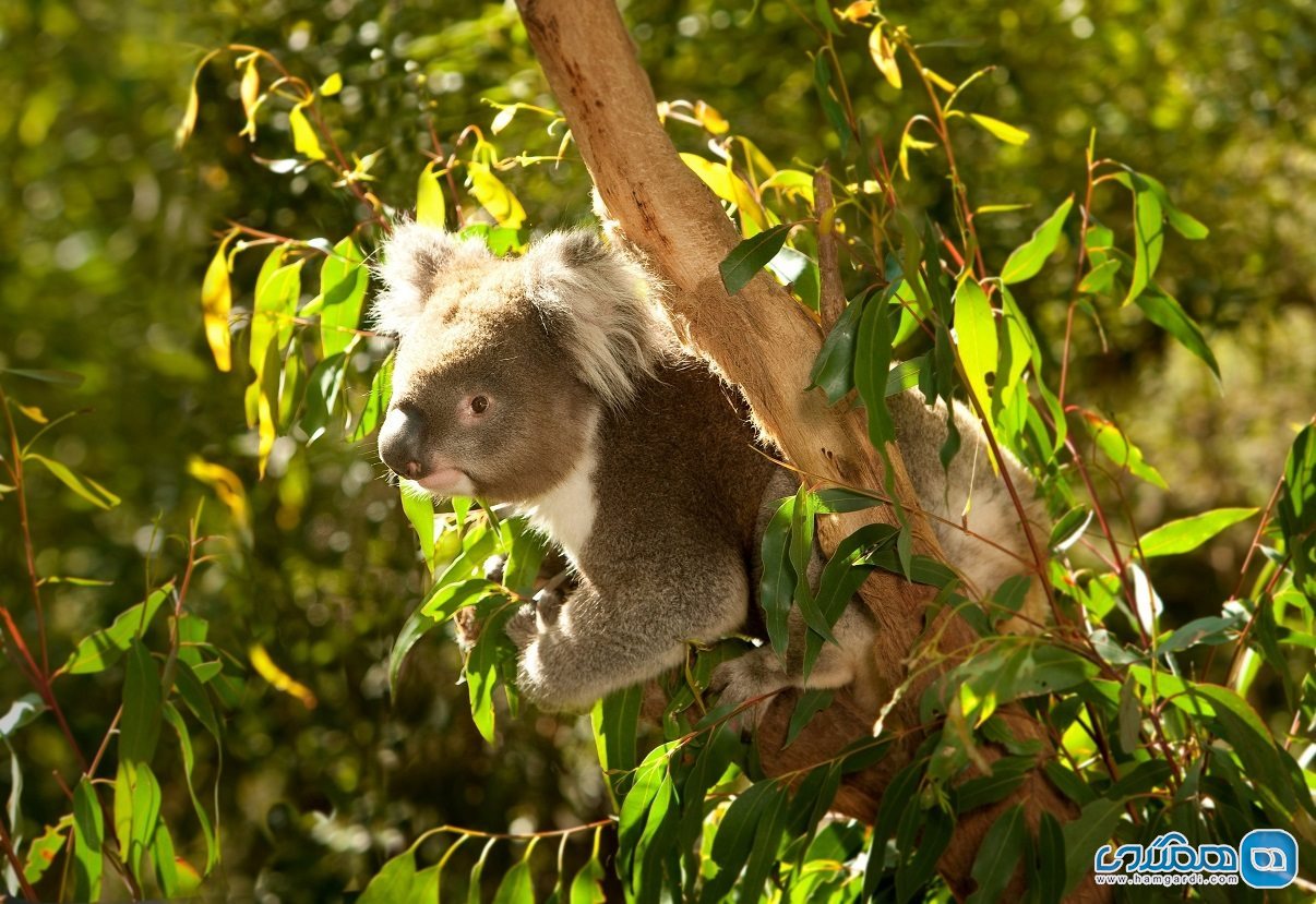 باغ وحش ملبورن Melbourne Zoo
