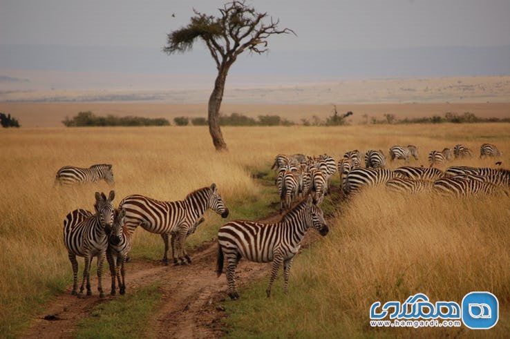 منطقه حفاظت شده ملی ماسائی مارا Masai Mara National Reserve
