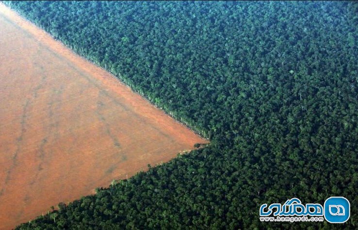 جنگل بارانی آمازون Amazon Rainforest