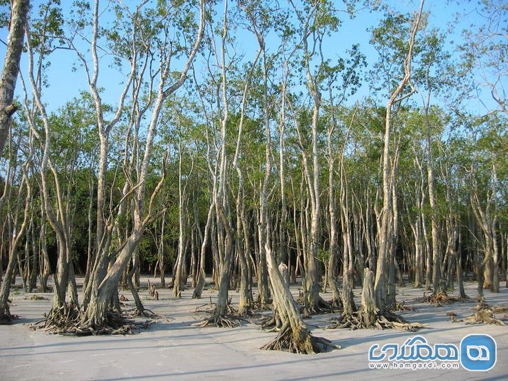 سوندار بانس Sundarbans