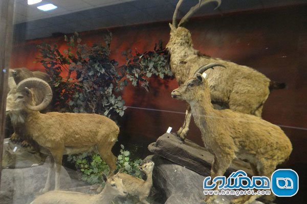 موزه تنوع زیستی محمدیه