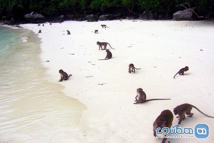 گردش در ساحل میمون