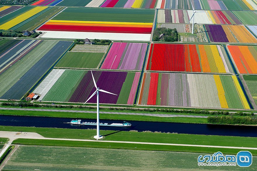 مزارع لاله در هلند