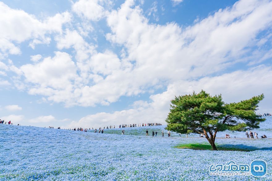 پارک کنار دریای هیتاچی در ژاپن
