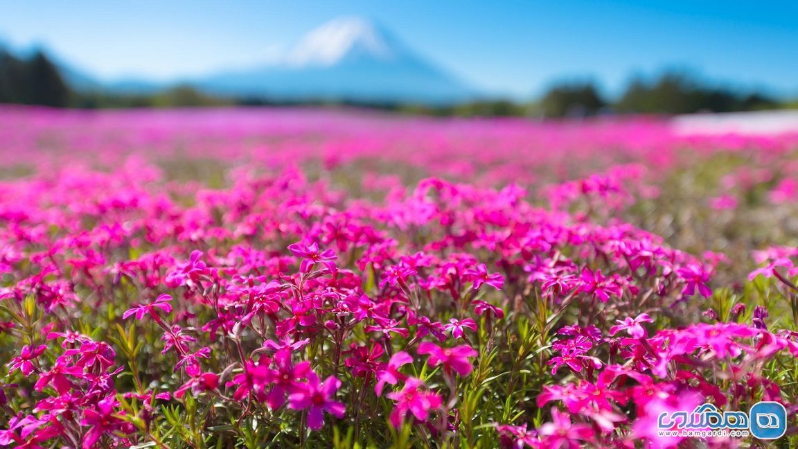 گل های شیبازاکورا در ژاپن 2