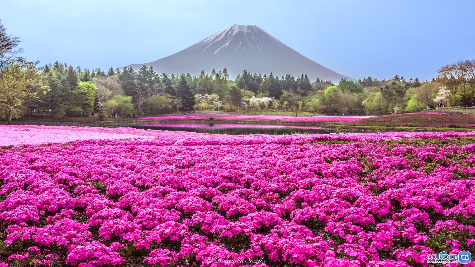 گل های شیبازاکورا در ژاپن