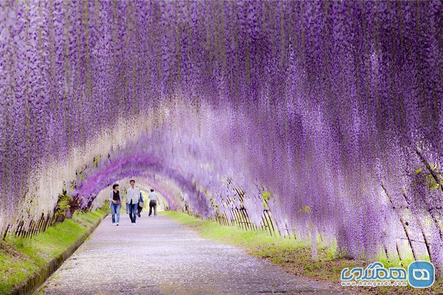 تونل گل ویستریا در ژاپن