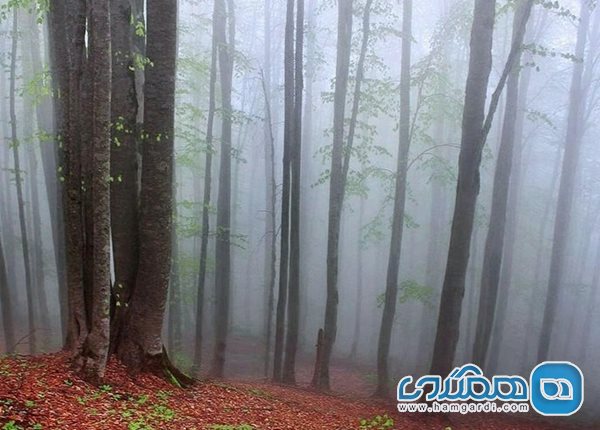 جنگل راش در سوادکوه 3
