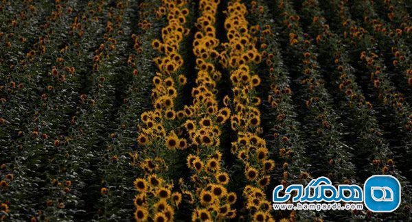 مزرعه گل های آفتابگردان پرتغال