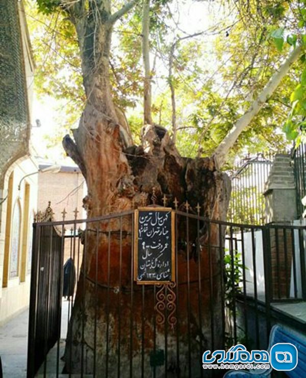 کهنسال ترین درخت چنار تهران