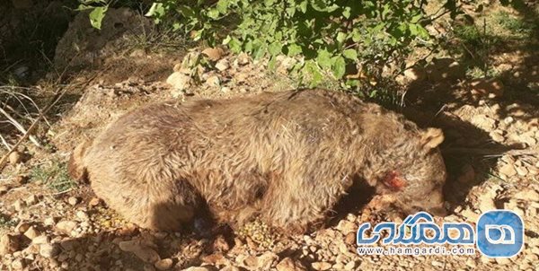 کشتار یک قلاده خرس در ماکو