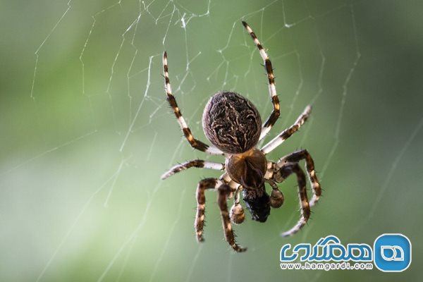 عنکبوت ها می توانند از عوامل خطرساز در سفر باشد