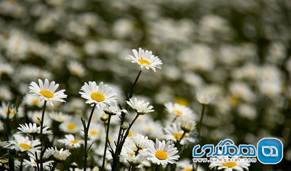دشت گل های بابونه در نمین