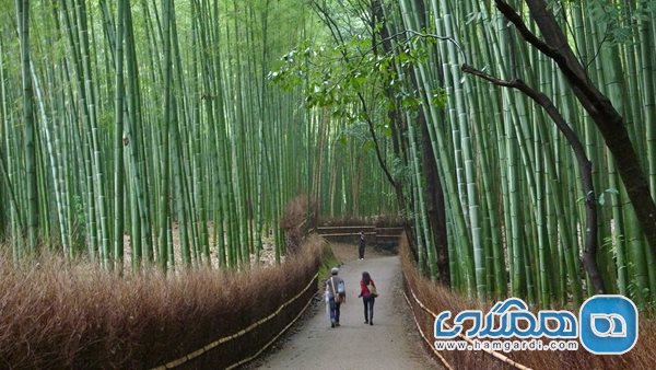جنگل بامبو آراشی یاما (Arashiyama Bamboo Grove)