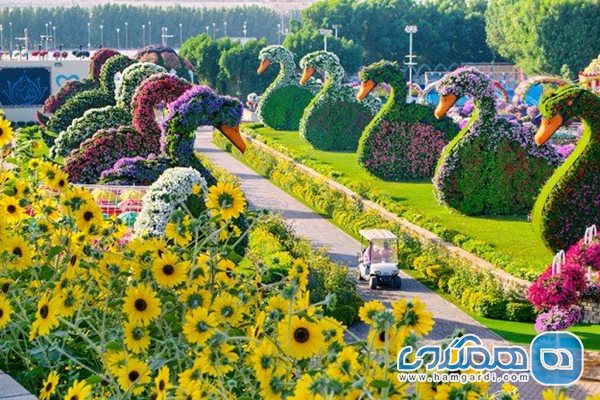 Miracle Flower Garden Dubai7