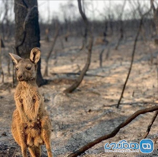 آتش سوزی در جنگل های استرالیا 13