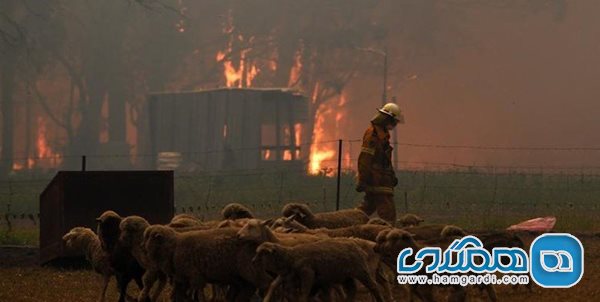 آتش سوزی در جنگل های استرالیا 21