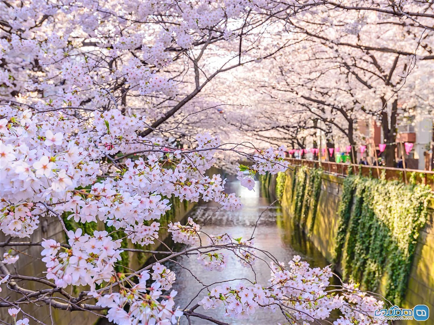 زمان و مکان مناسب برای تماشای شکوفه های گیلاس در بهار