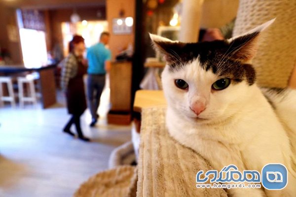 Cat Cafe KaciU Kavine