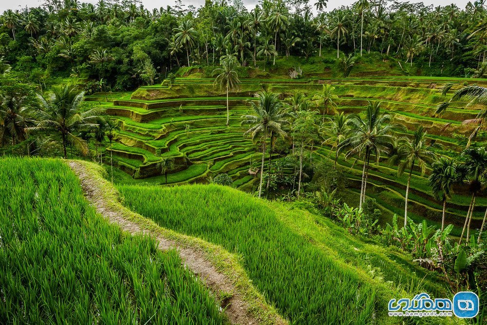 در میان مزارع برنج بالی Bali دوچرخه سواری کنید