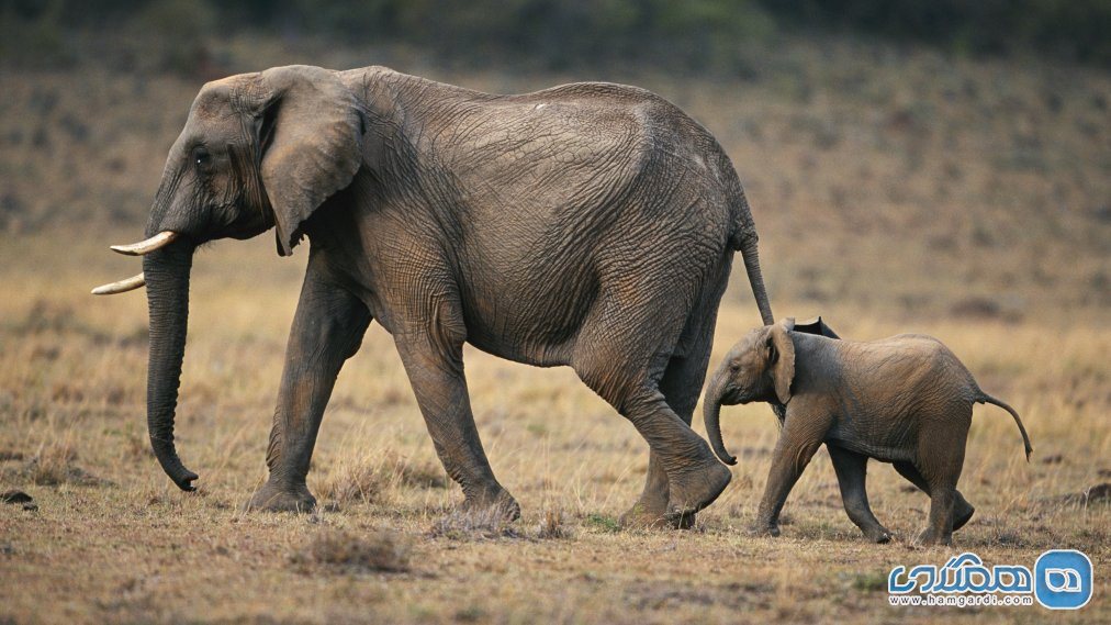 ارتباط اجتماعی فیل ها