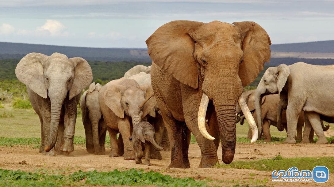 فیل ها تمام عمرشان را در اسارت می گذرانند
