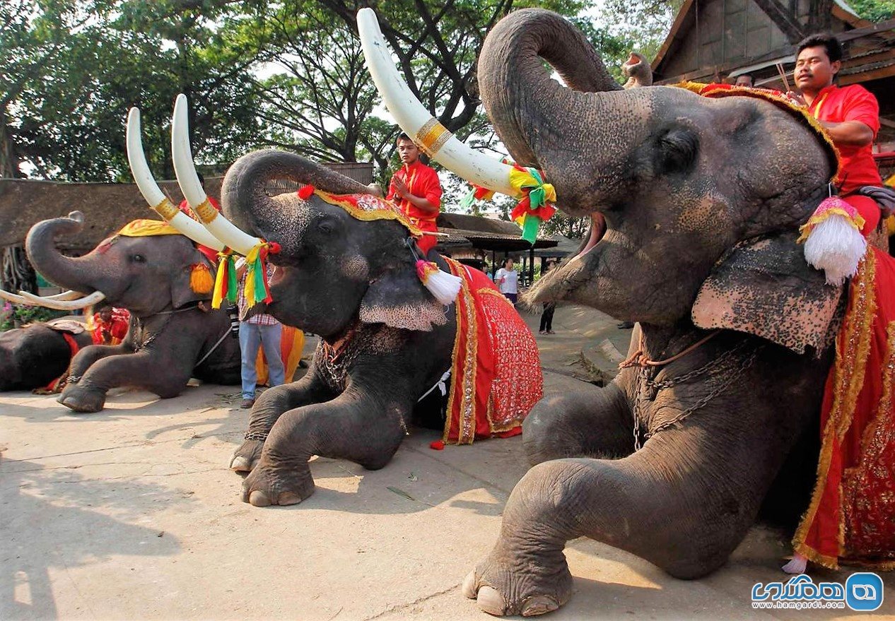 حقایق در مورد سواستفاده از فیل ها در صنعت گردشگری