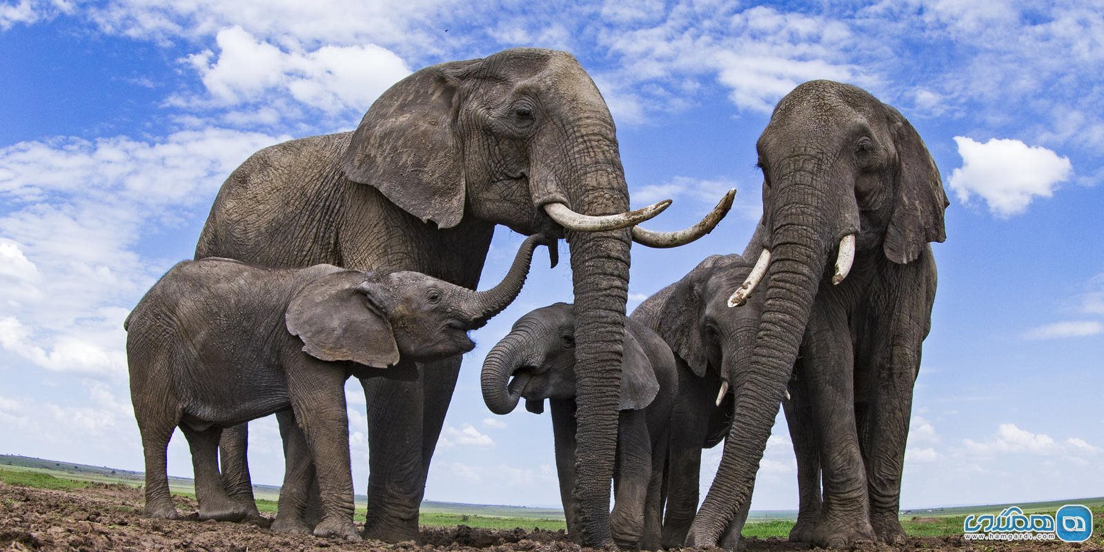 چگونه می توانیم یک پناهگاه دوستدار فیل ها را تشخیص دهیم؟!