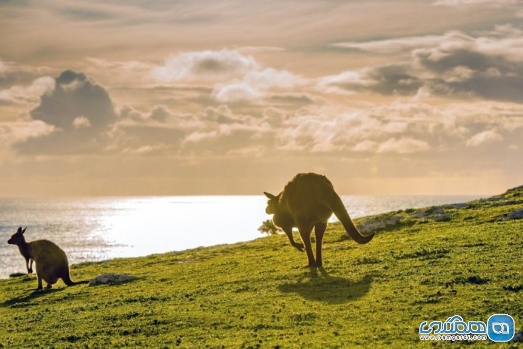 جزیره کانگورو در استرالیا