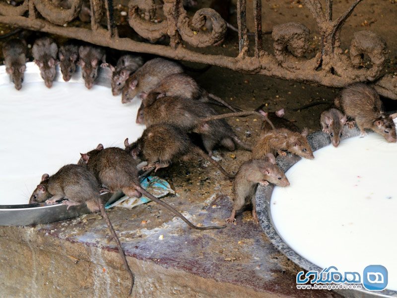 معبد موش ها Temple of Rats