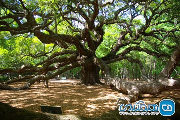 درخت بامیان هندی