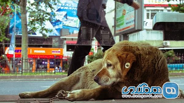 با حیوانات خیابانی استانبول دوست شوید