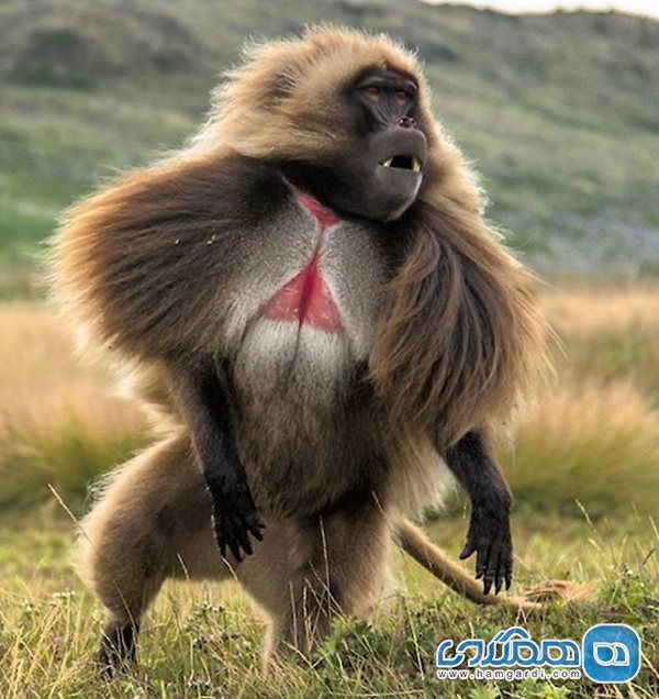میمون هایی با دوقلب در اتیوپی