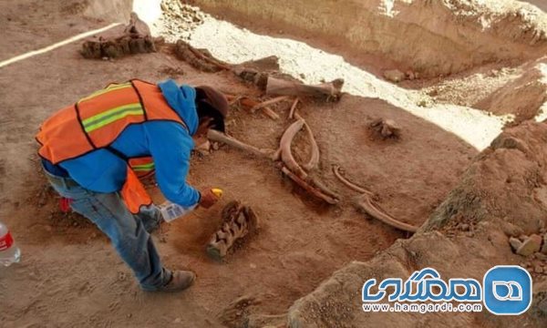 کشف بقایای حدود ۶۰ ماموت در مکزیک