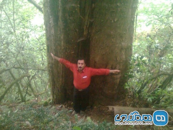 شناسایی بزرگترین درخت سرخدار هیرکانی در مازندران