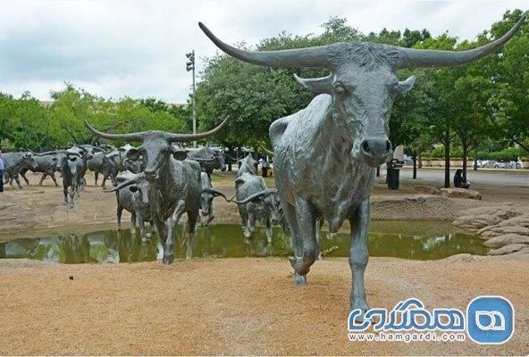 مجموعه مجسمه گاوها در تگزاس