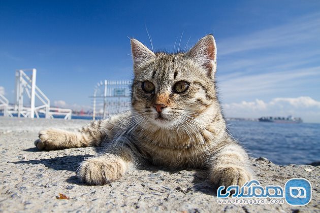 ده نقطه عالی برای یک سفر ایده آل و گذران تعطیلات با گربه تان