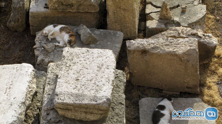 پناهگاه گربه های تورره آرجنتینا در رم