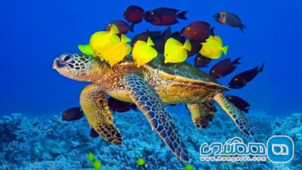 لاکپشت های دریایی