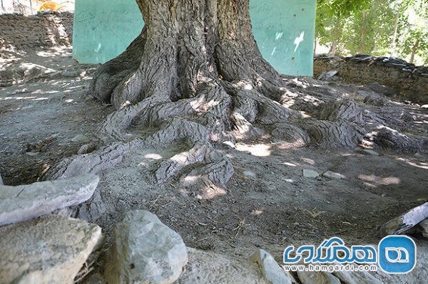 درخت گردوی روستای گل زرد الیگودرز ثبت ملی شد