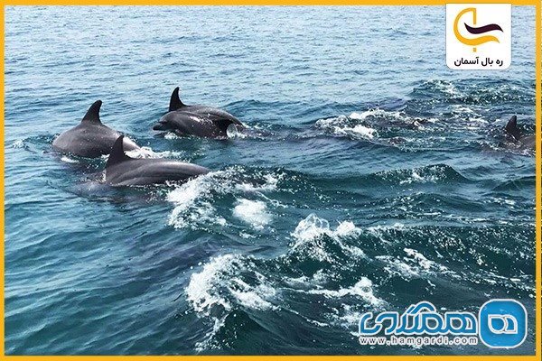  تماشای دلفین های بازیگوش در جزیره زیبای هنگام