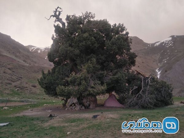 باد و برف و انسان عوامل شکستن درخت ۲۷۰۰ ساله البرز هستند