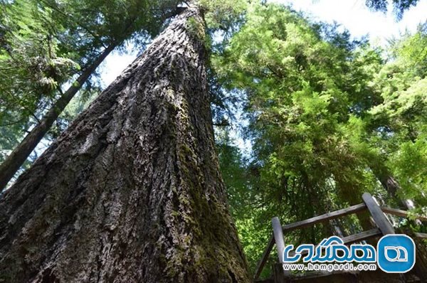 مسن ترين درخت شرق ايالت اورگان در داگلاس
