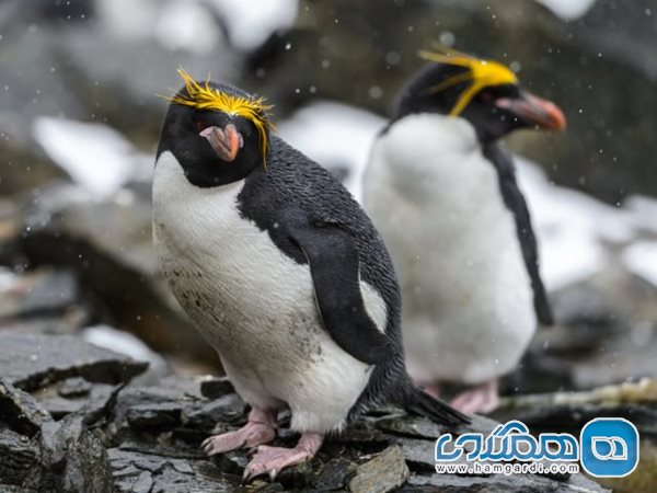 پنگوئن ماکارونی