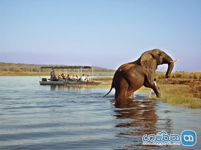 سافاری دلتای اوکاوانگو Okavango Delta و پارک ملی چوبه Chobe در بوتسوانا (5 روزه)