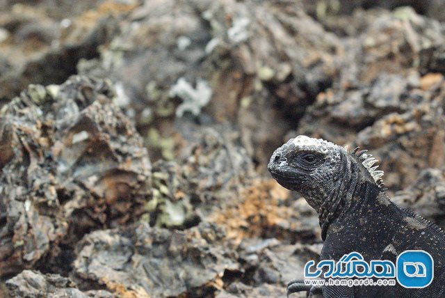 جزایر گالاپاگوس Galapagos Islands در اکوادور