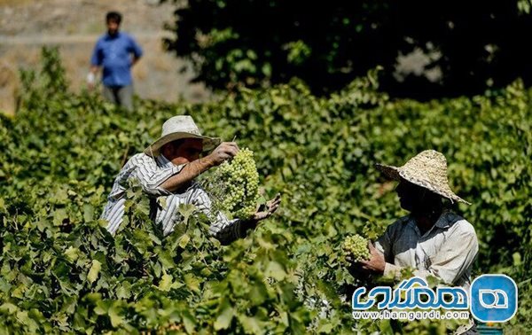 امتداد گردشگری ایران در مسیر تاکستان های جهانی ملایر