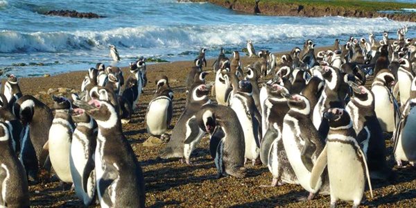 پنگوئن ها را در گردش دریایی ببینید